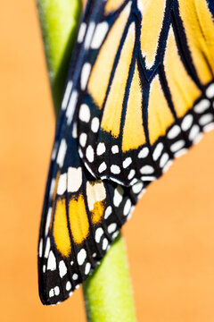 Endangered Monarch Butterfly on a Milkweed leaf