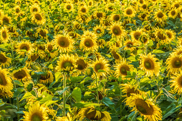 Fototapeta premium panorama in field of blooming bright yellow sunflowers in sunny day