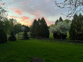 Back yard sunset with white flowering trees and evergreen trees, wooden fence, and mowed green space