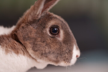 Rabbit