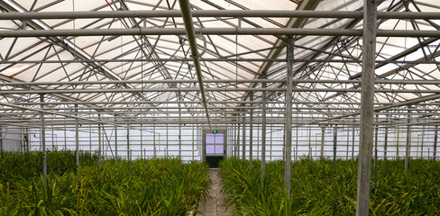 Fototapeta premium Bromeliad flower and Orchid nursery farm ornamental and flower green plant growing and hanging in the garden greenhouse under roof, selective focussed