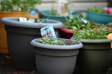 Pots of young plants started for container gardening.