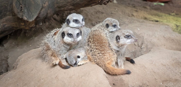 Suricate or meerkat family on sand