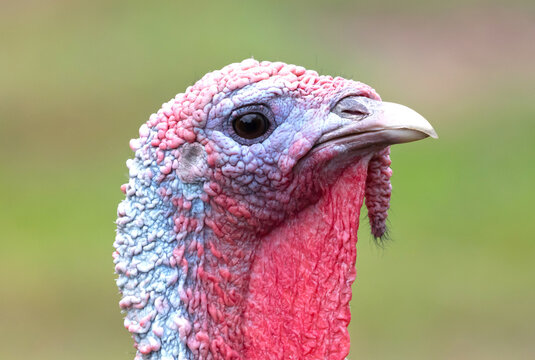 Closeup portrait of a turkey