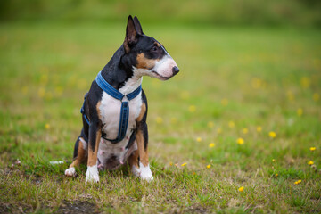 Bullterrier