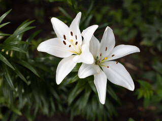 Obraz premium Beautiful blooming white lily flowers on a background of foliage.