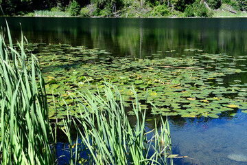 An image of tall reeds and water lilies at the edge of a small lake. 