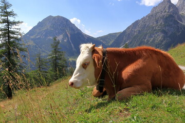 Fototapeta na wymiar A white-brown cow lies and rests on the pasture. Mountains and rocky peaks of the Alps in the background.