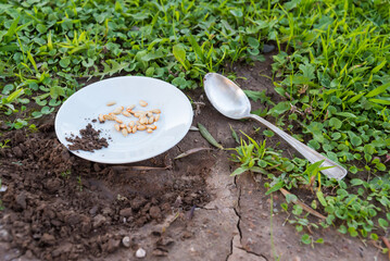 seeds on a plate ready to be planted with a metal spoon