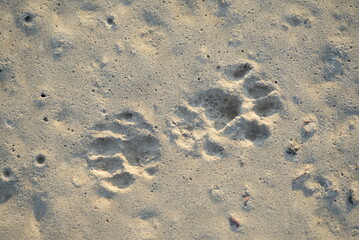 Fototapeta na wymiar footprints of a dog or a cat on the tarmac frozen in time close-up macro photography leaves close-up
