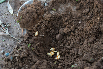 person planting seeds in the ground with a metal spoon