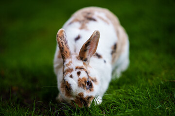 Rabbit