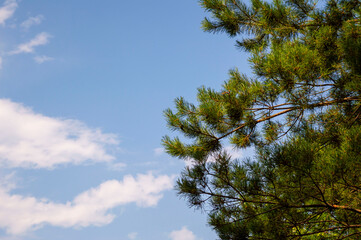 Fototapeta premium pine tree against the blue sky