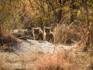 Three hyena cubs emerge from den back-lit by morning sun
