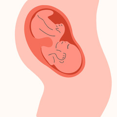 Baby in the womb, last months of pregnancy.