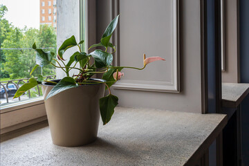 Anthurium in a ceramic pot on a wide stone window sill in a stylish interior