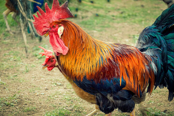 rooster in the farm