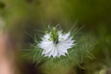 white nigella flower on natural background