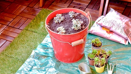 Gardening in the terrace