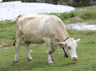 Fototapeta na wymiar white cow grazes the grass in the meadow while grazing in the mountains