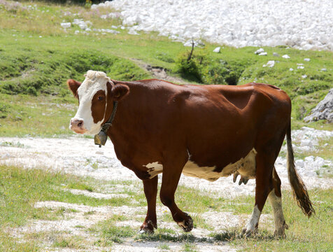 brown cow with white head in the meadow