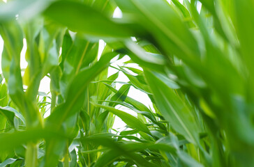 Obraz premium Green leaves of corn on the field.