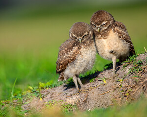 Burrowing owl chicks ready for a nap.