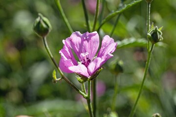 Palm leaf marshmallow, Althaea cannabina