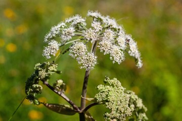 Wild angelica, Angelica sylvestris