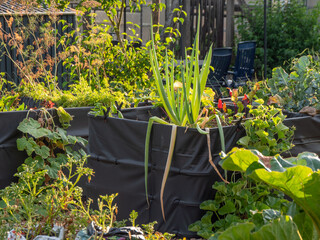 Gemüse anbauen im Garten