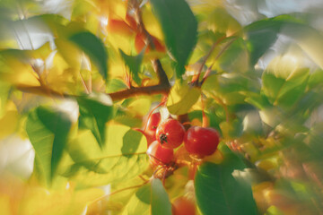 Flowers- soft focus effect. Depth of field