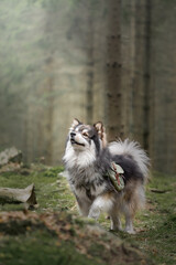 Portrait of a young Finnish Lapphund dog