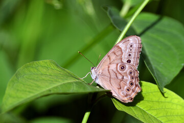 Northern Pearly-eye butterfly on a leaf