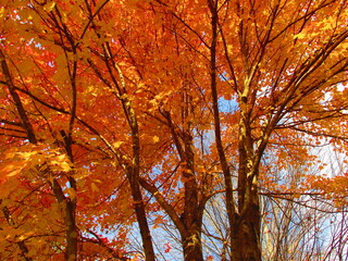 The orange leaves of maple trees in the fall