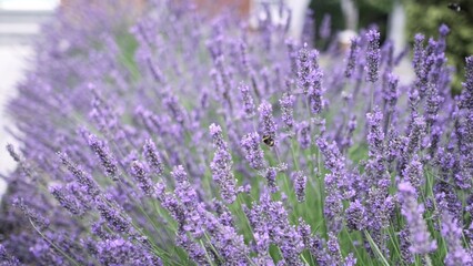 Flying bumble-bee gathering pollen from lavender blossoms. Close up Slow Motion. Beautiful Blooming Lavender Flowers swaying in wind. Provence, South France, Europe. Calm Cinematic Nature Background