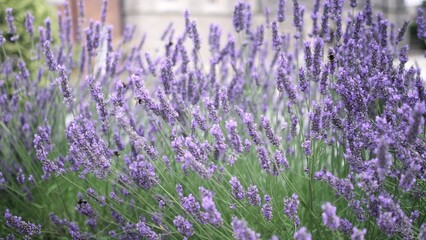 Flying bumble-bee gathering pollen from lavender blossoms. Close up Slow Motion. Beautiful Blooming Lavender Flowers swaying in wind. Provence, South France, Europe. Calm Cinematic Nature Background