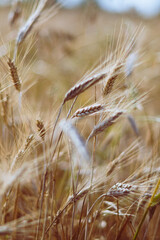 close up with soft focus on the crops of wheat, rye, looking ripe and dry, shot taken in beautiful evening light