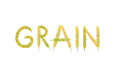 The word Grain made from wheat spikelets on a white background