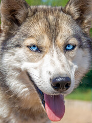 portrait of fluffy husky dog with beautiful blue eyes on sunny summer day, close-up