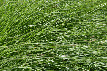 葉模様　自然の造形