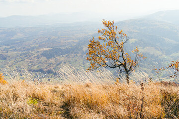 Lonely autumn tree against dramatic foggy grey sky in the mountains.
