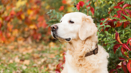 Adorable sad golden retriever dog near red and yellow wild grapes leaves