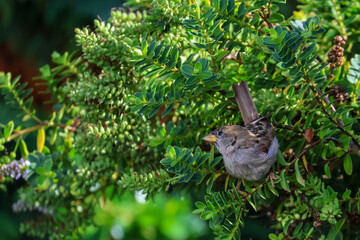 Small brown sparrow "Passer domesticus" perched in green bush looking up at summer sunshine. Dublin, Ireland