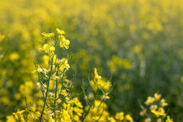 Rapeseed of rape plant used chiefly for oil and as ingredient for biofuel