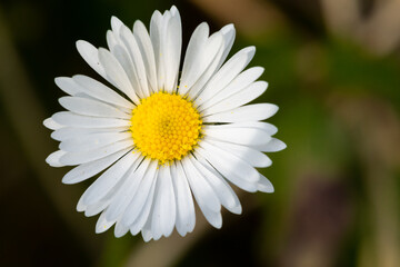 Obraz premium Margarita