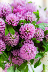 Clover flowers in a glass vase. Herbs harvesting of medicinal raw materials