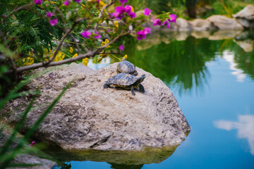 Pond slider or red-eared turtle.A group of wild turtles in the lake. Turtles sit on a rock and bask in the sun.