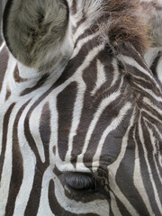 zebra forehead with eye and ear