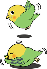飛ぶ・転ぶかわいいセキセイインコ