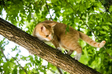 Red cat is sitting on a tree. scared look.